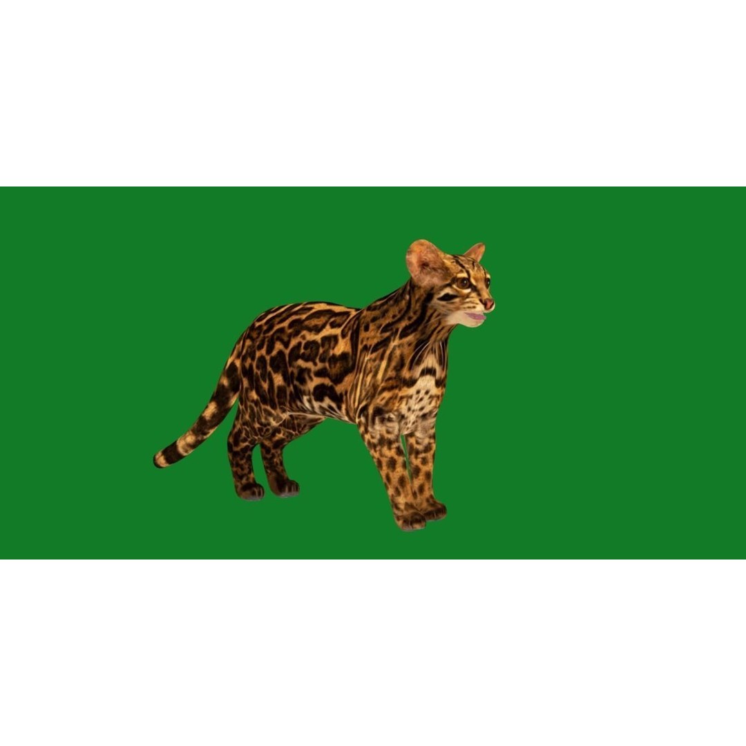 American Margay Cat 3D Model – Low Poly Game Ready with PBR Textures - View 28