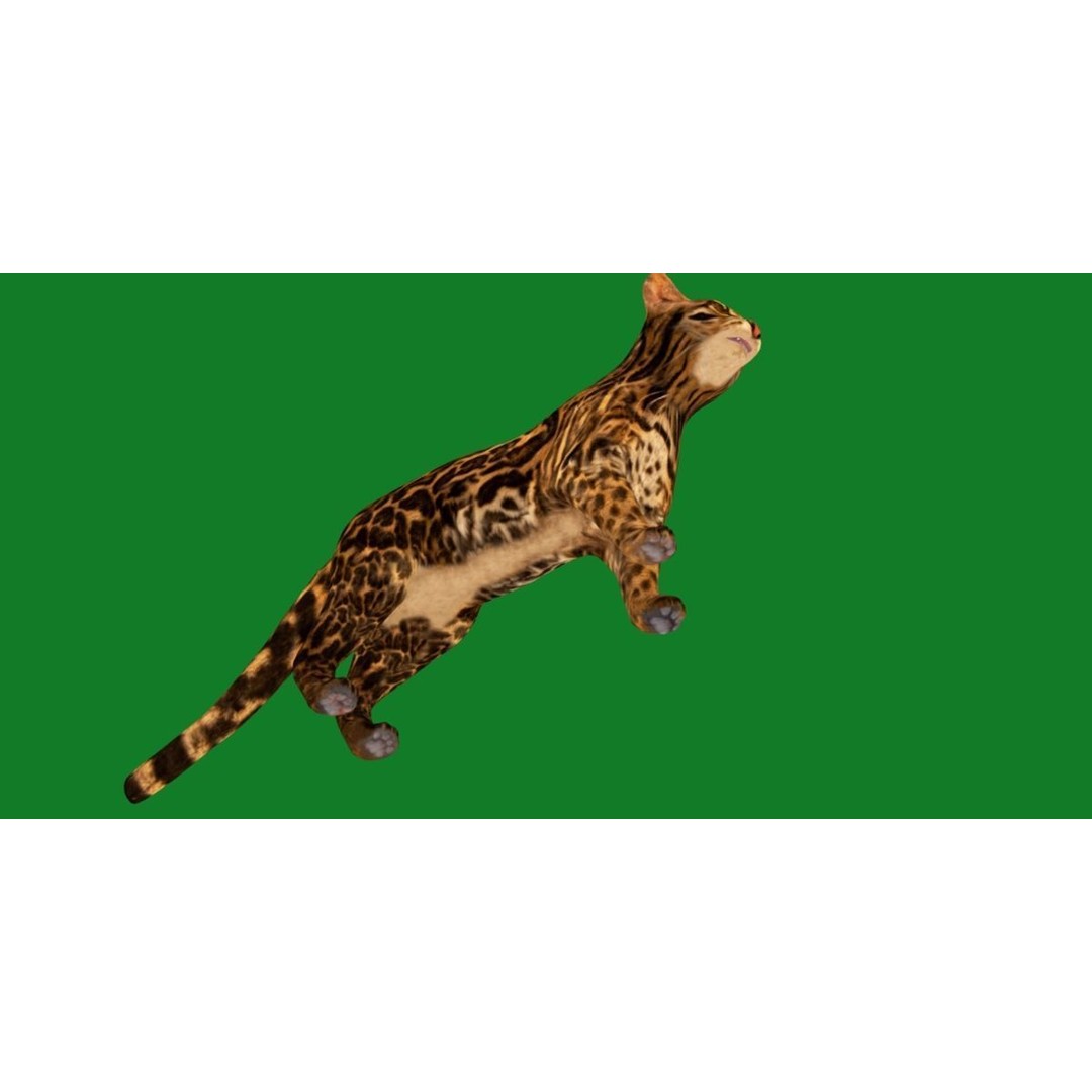 American Margay Cat 3D Model – Low Poly Game Ready with PBR Textures - View 29
