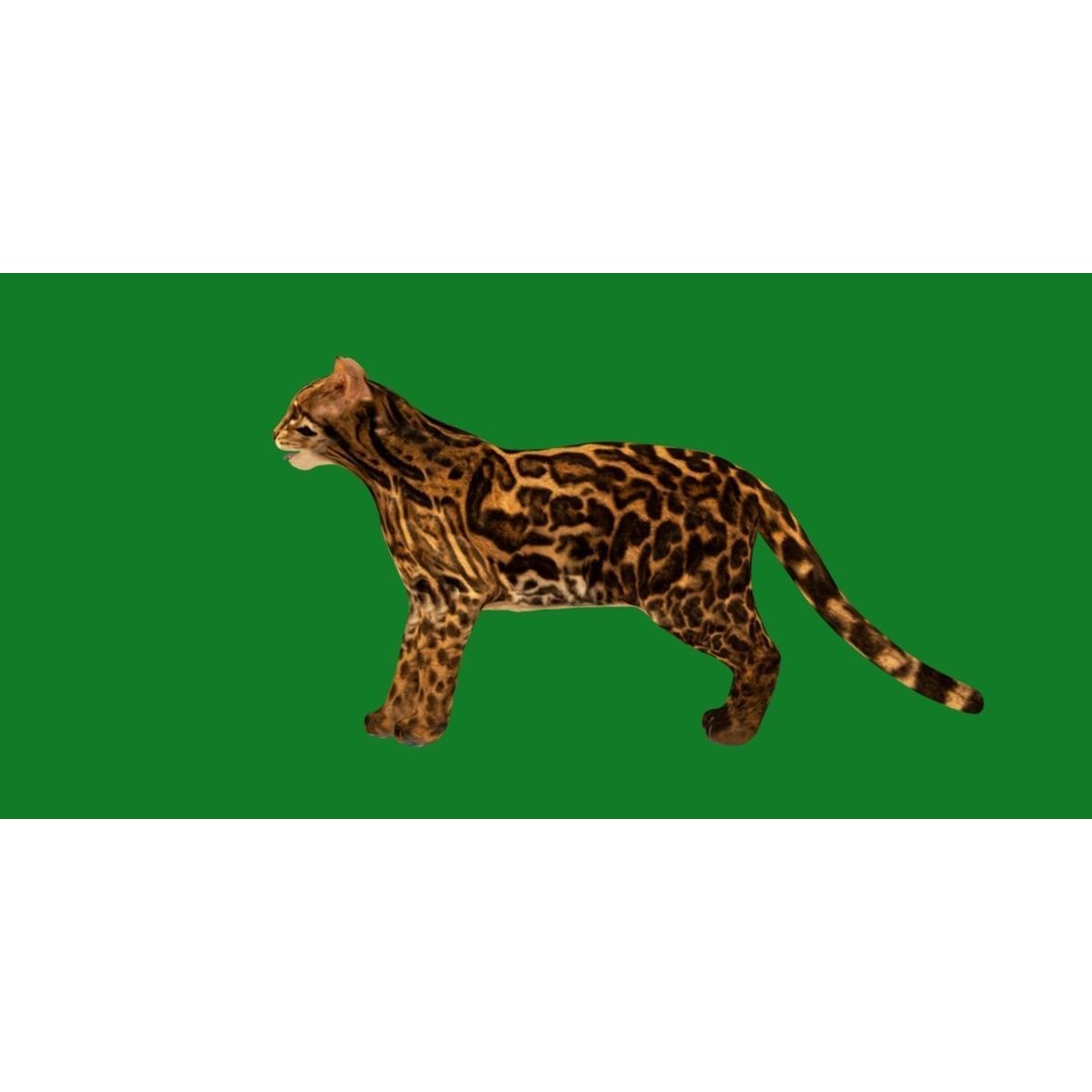 American Margay Cat 3D Model – Low Poly Game Ready with PBR Textures - View 30