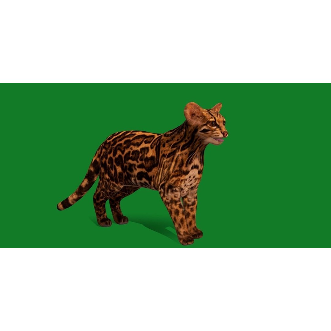 American Margay Cat 3D Model – Low Poly Game Ready with PBR Textures - View 31