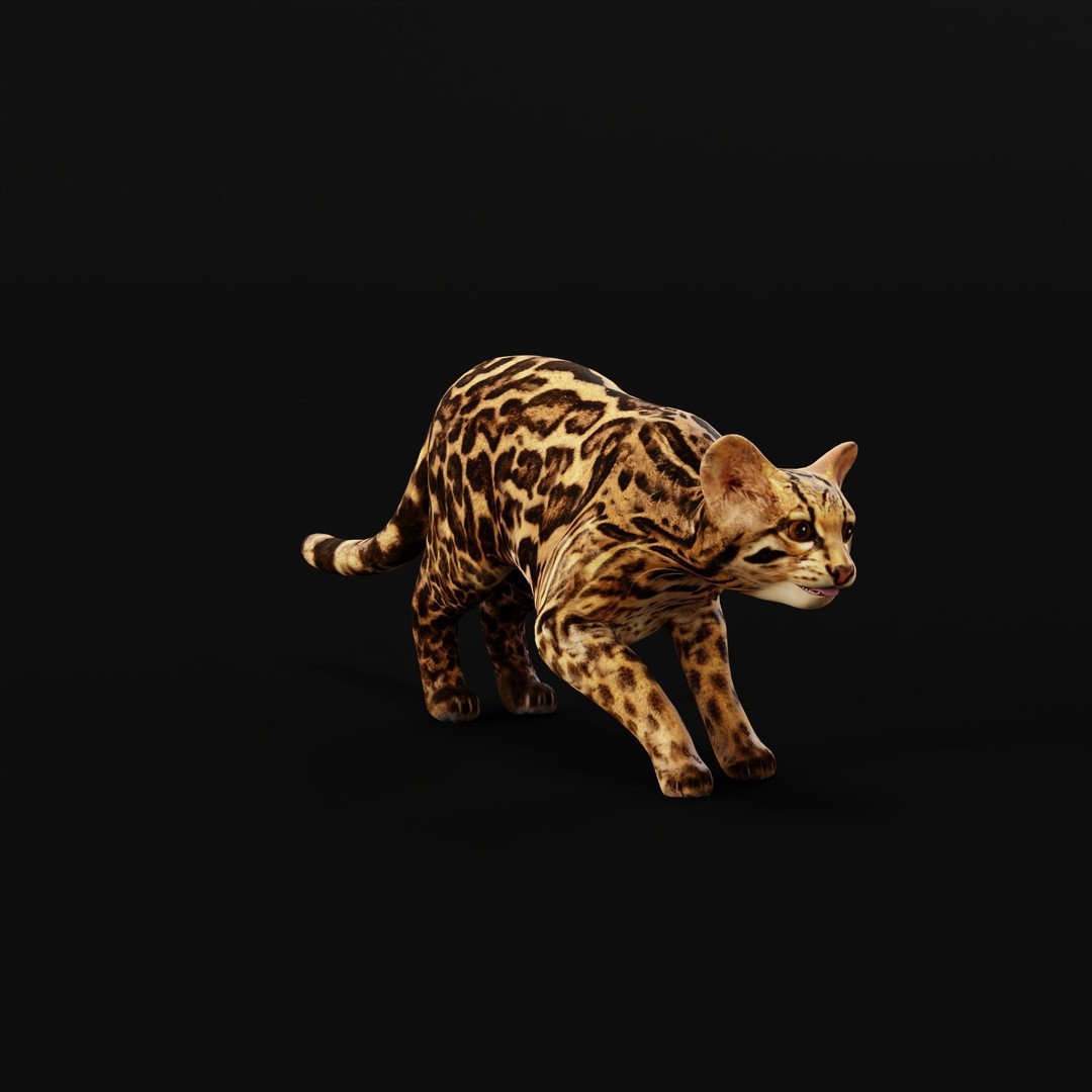 American Margay Cat 3D Model – Low Poly Game Ready with PBR Textures - View 32