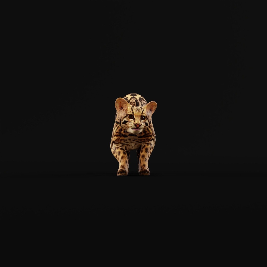 American Margay Cat 3D Model – Low Poly Game Ready with PBR Textures - View 33