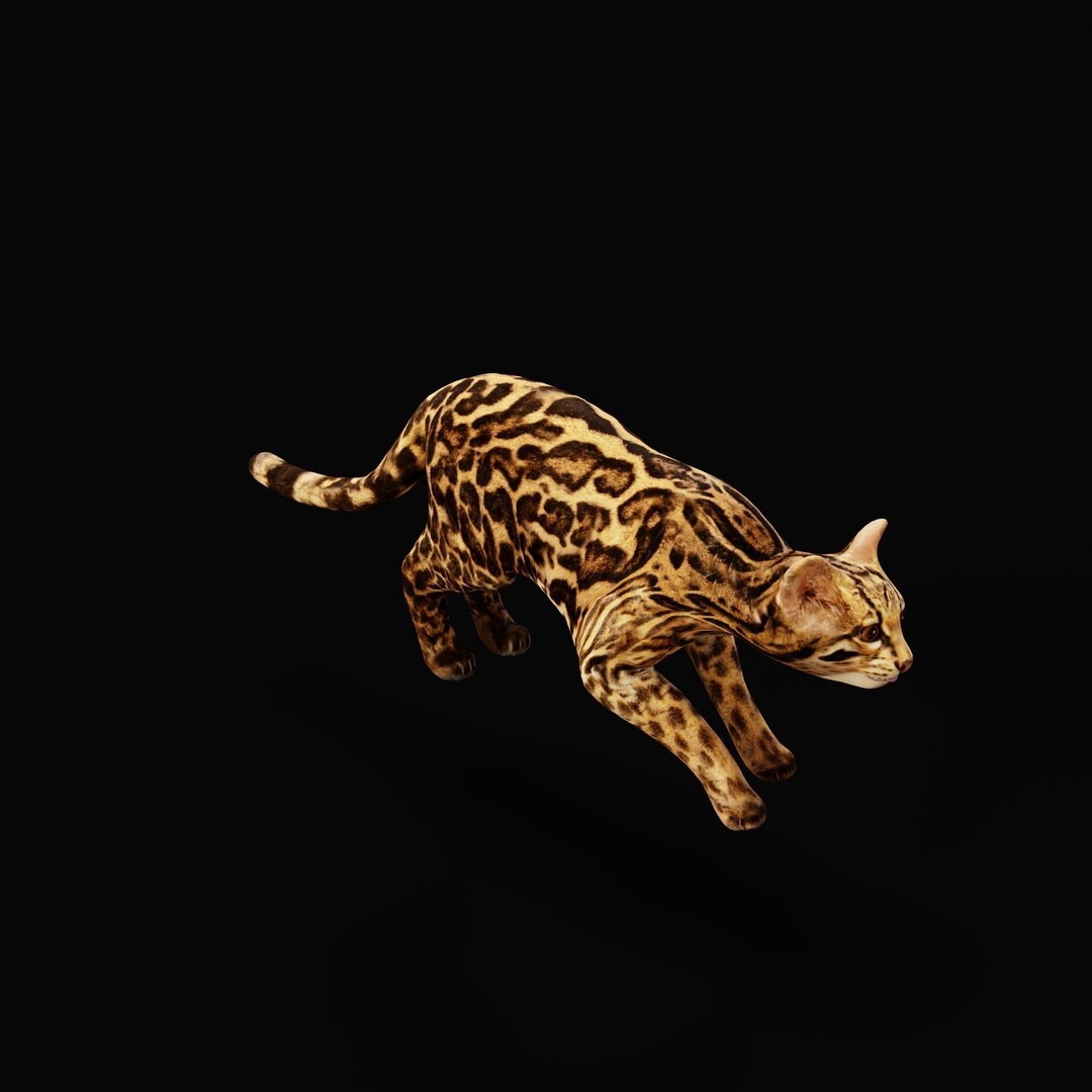 American Margay Cat 3D Model – Low Poly Game Ready with PBR Textures - View 34