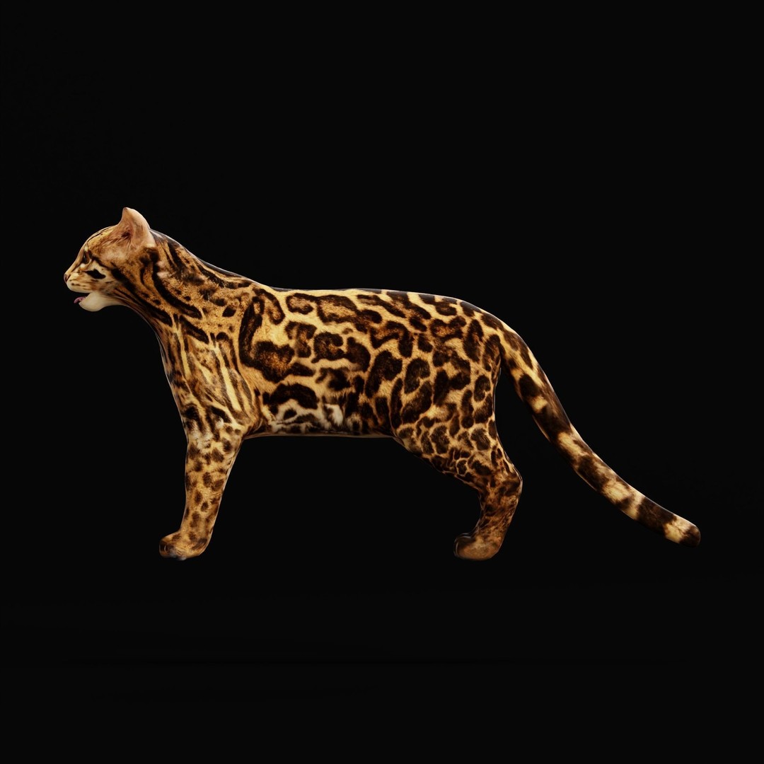 American Margay Cat 3D Model – Low Poly Game Ready with PBR Textures - View 35