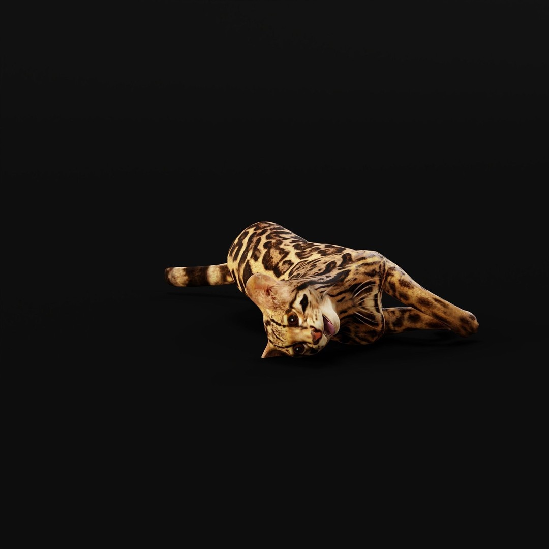 American Margay Cat 3D Model – Low Poly Game Ready with PBR Textures - View 36