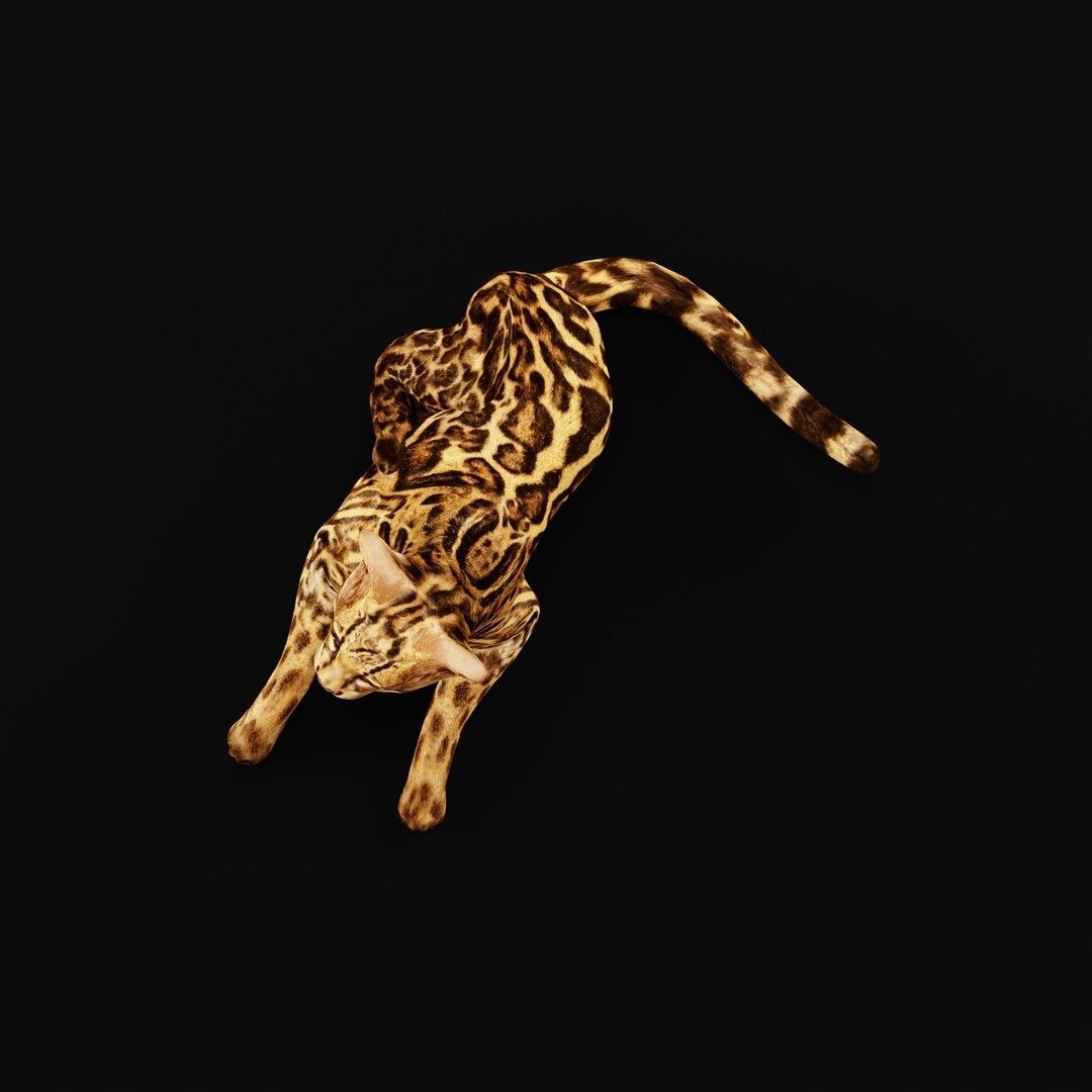 American Margay Cat 3D Model – Low Poly Game Ready with PBR Textures - View 37