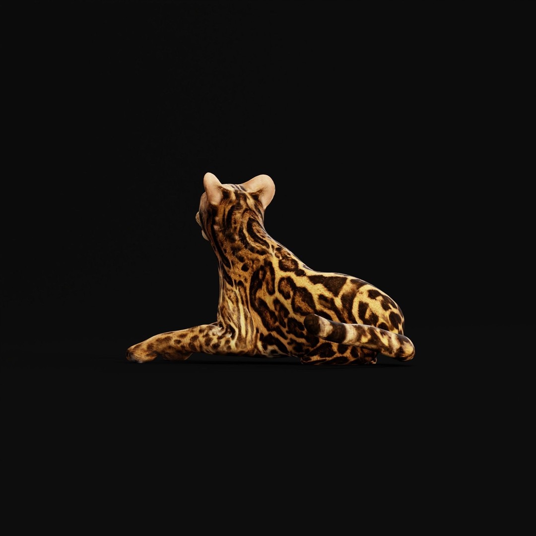 American Margay Cat 3D Model – Low Poly Game Ready with PBR Textures - View 39