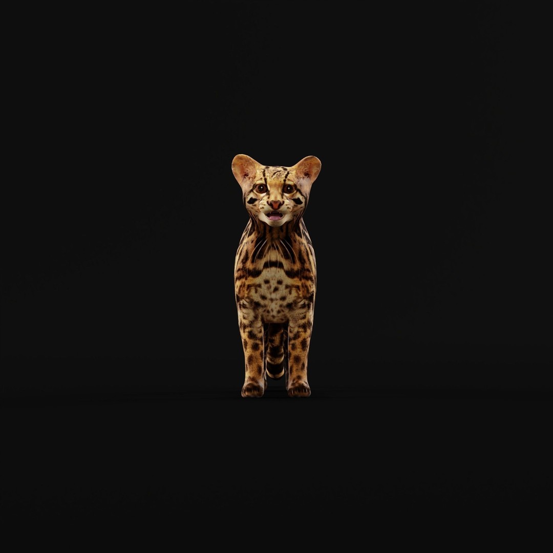 American Margay Cat 3D Model – Low Poly Game Ready with PBR Textures - View 4