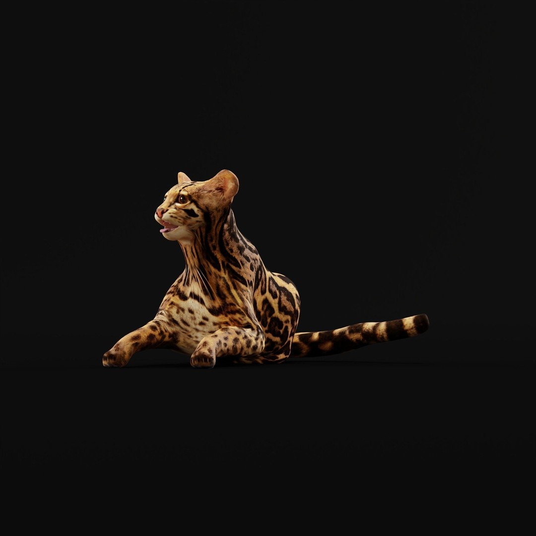 American Margay Cat 3D Model – Low Poly Game Ready with PBR Textures - View 40