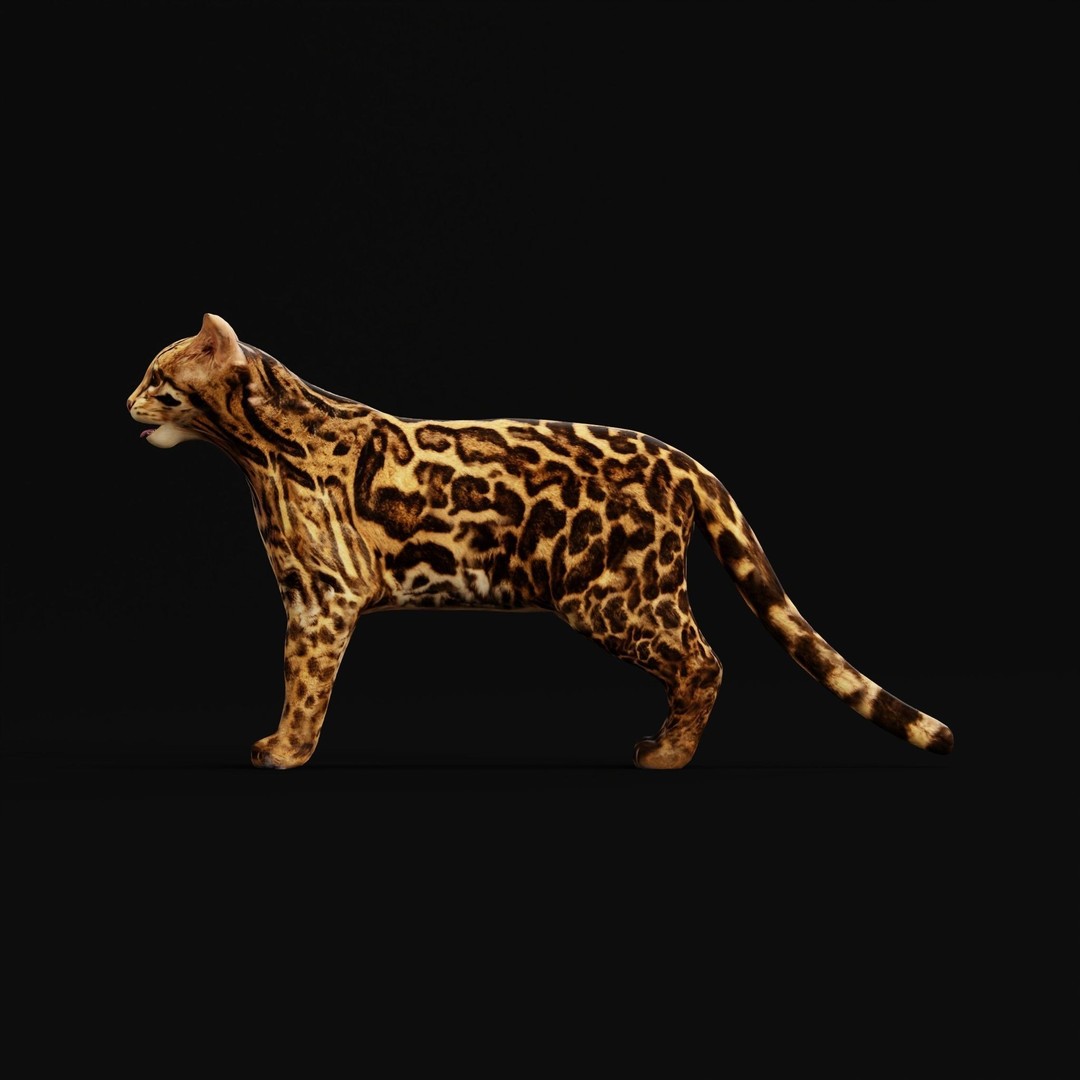 American Margay Cat 3D Model – Low Poly Game Ready with PBR Textures - View 5