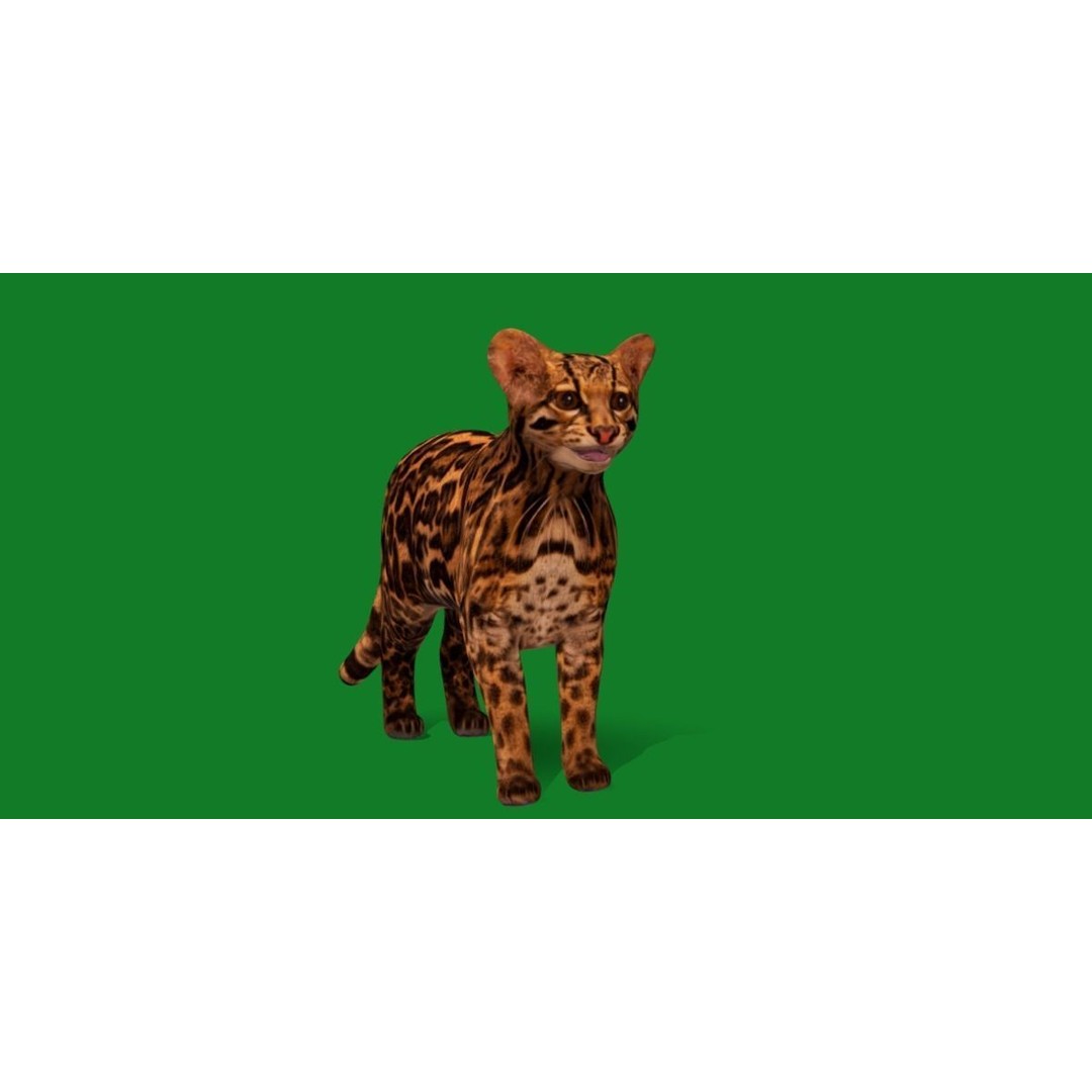 American Margay Cat 3D Model – Low Poly Game Ready with PBR Textures - View 7