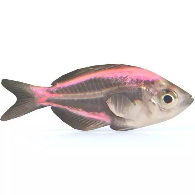 Crystal Catfish 3D Model – Low Poly Game Asset, FBX, PBR Textures - View 2