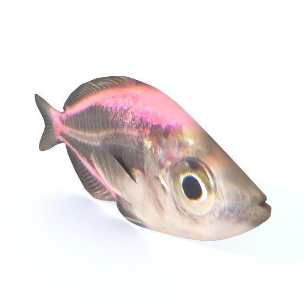 Crystal Catfish 3D Model – Low Poly Game Asset, FBX, PBR Textures - View 3