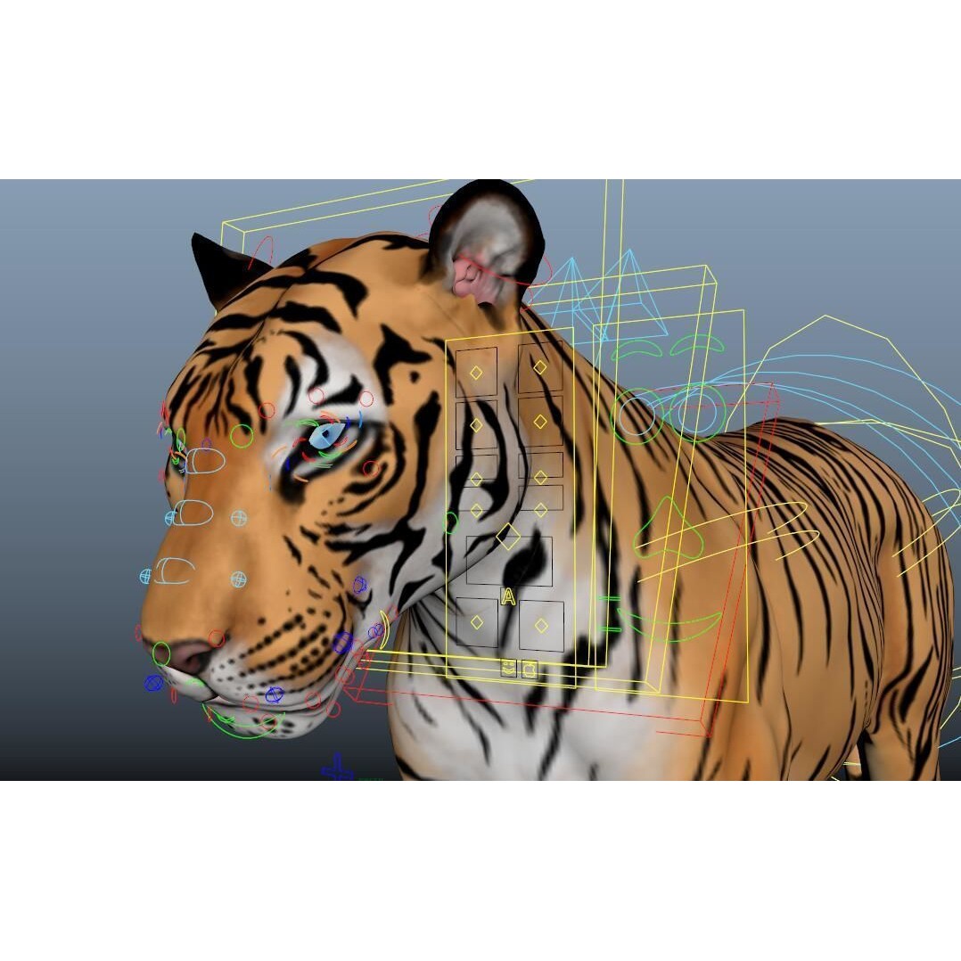 Tiger 3D Model – Rigged High Poly Character with Textures, FBX - View 10