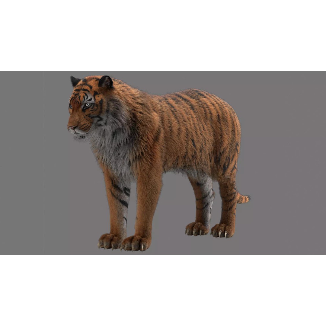 Tiger 3D Model – Rigged High Poly Character with Textures, FBX - View 2