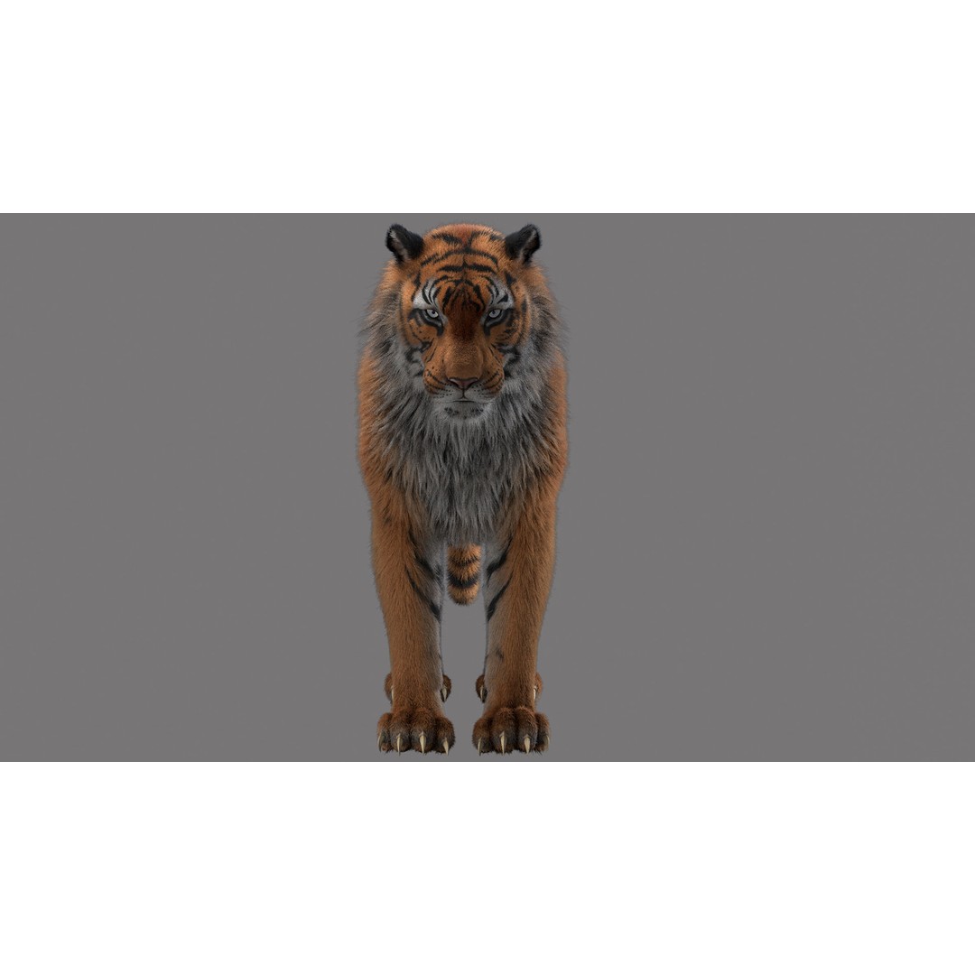 Tiger 3D Model – Rigged High Poly Character with Textures, FBX - View 3