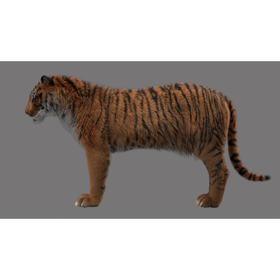 Tiger 3D Model – Rigged High Poly Character with Textures, FBX - View 4