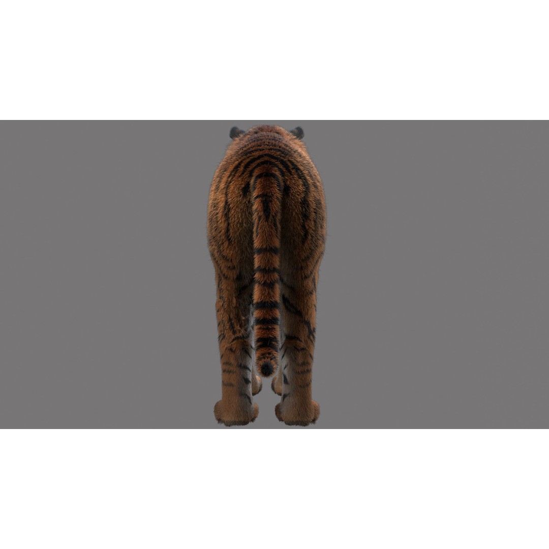 Tiger 3D Model – Rigged High Poly Character with Textures, FBX - View 5