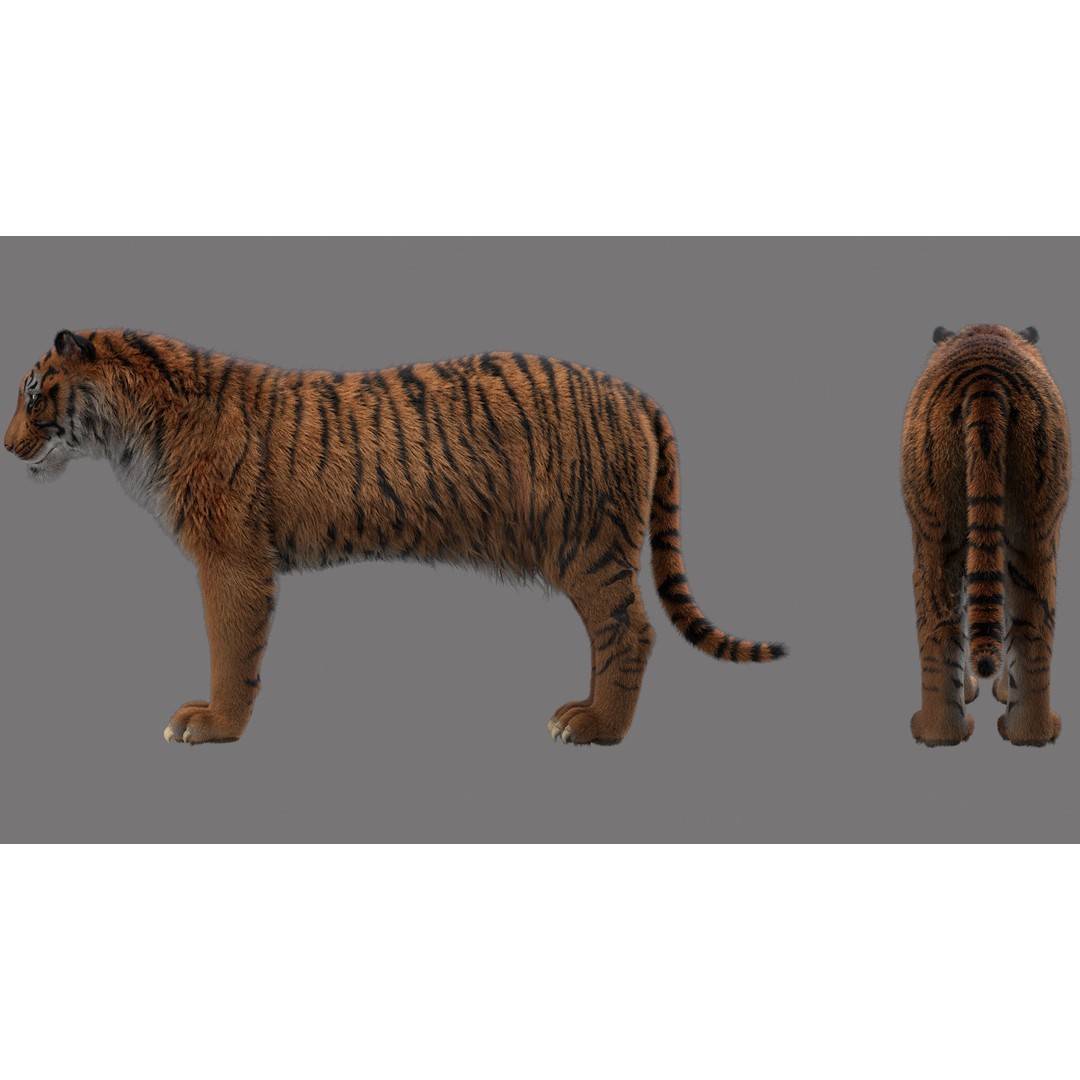 Tiger 3D Model – Rigged High Poly Character with Textures, FBX - View 6