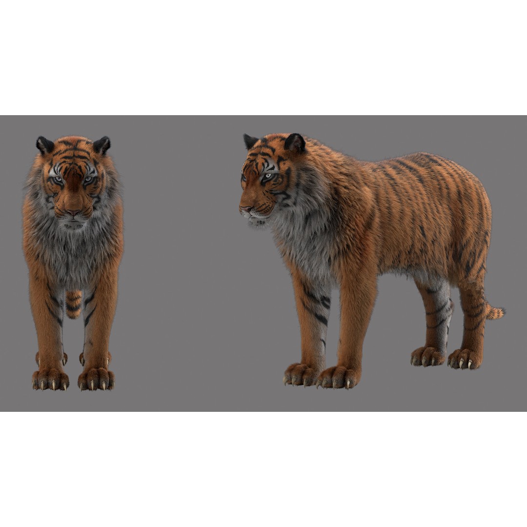 Tiger 3D Model – Rigged High Poly Character with Textures, FBX - View 7