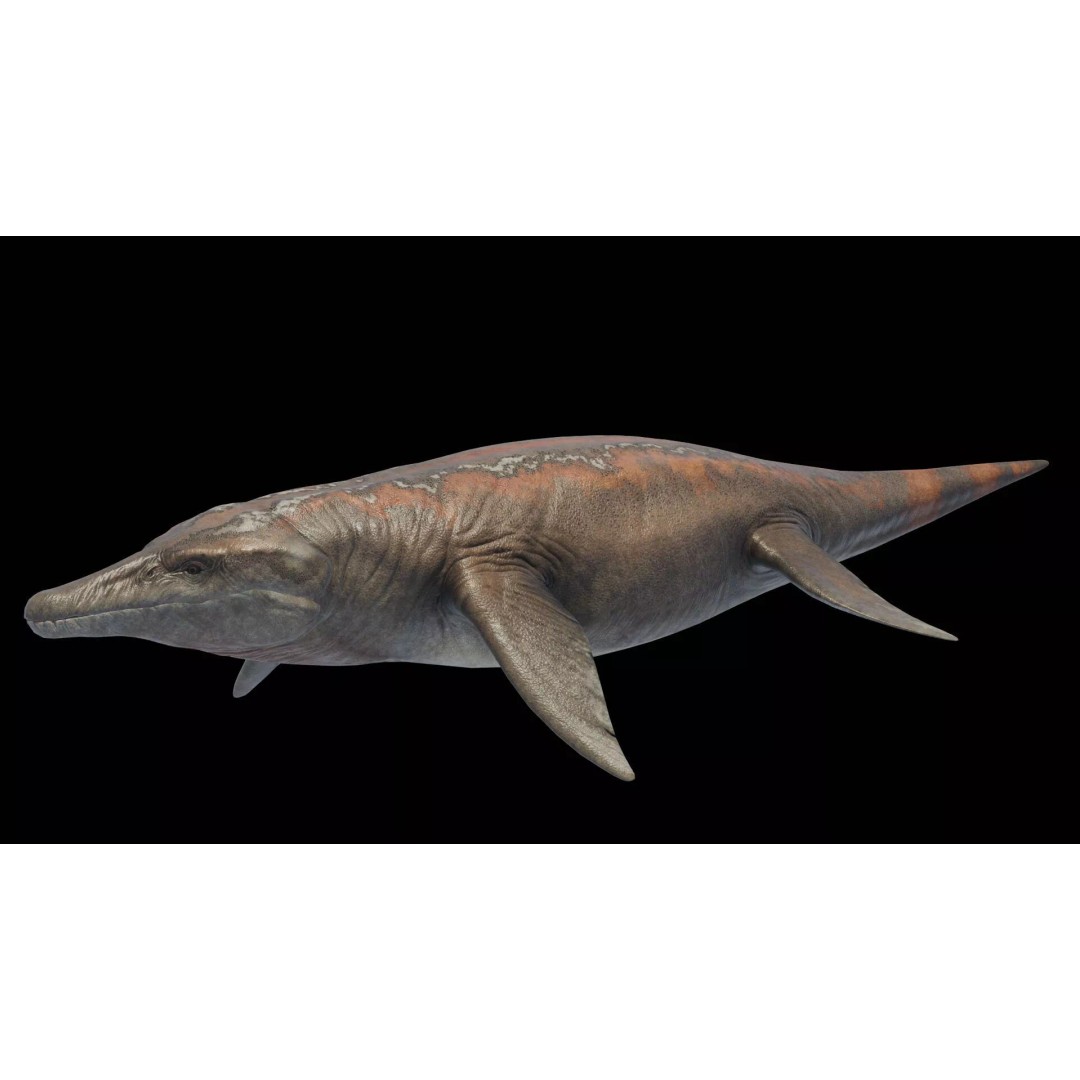 Kronosaurus 3D Model – Low Poly Animated Asset Pack, FBX, PBR - View 13