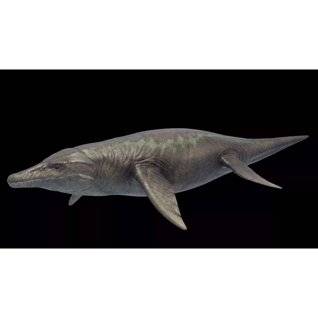 Kronosaurus 3D Model – Low Poly Animated Asset Pack, FBX, PBR - View 14