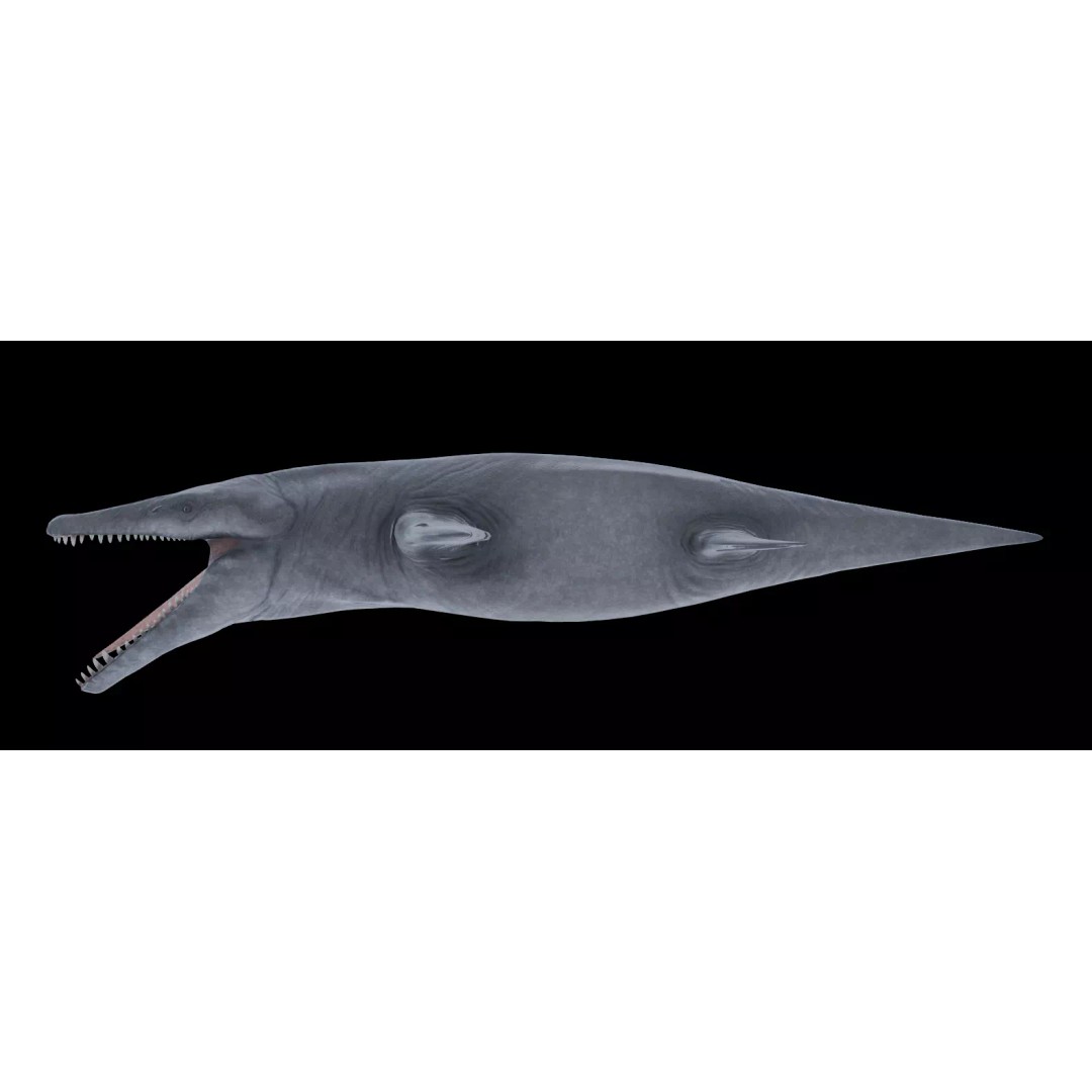 Kronosaurus 3D Model – Low Poly Animated Asset Pack, FBX, PBR - View 8