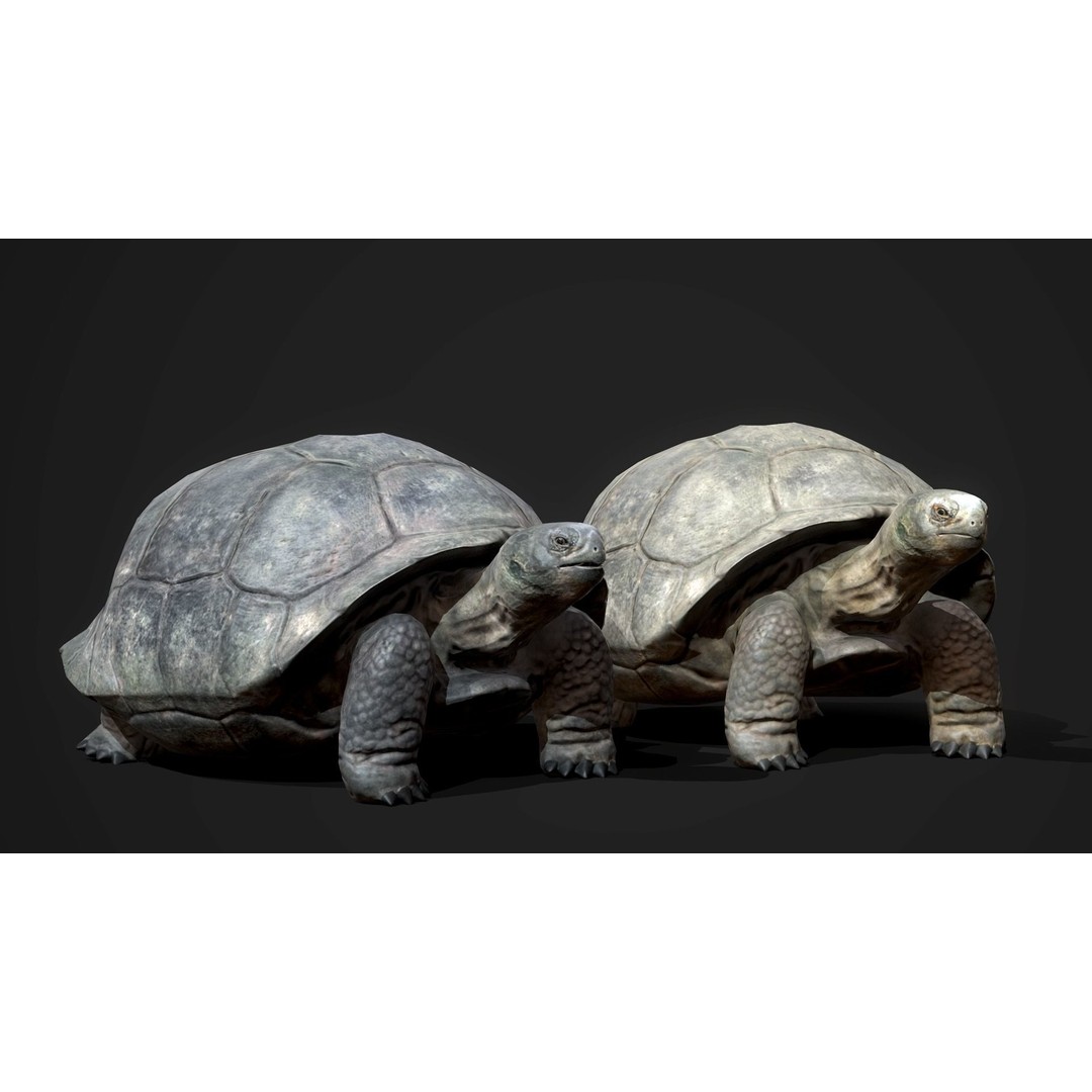 Galapagos Tortoise 3D Model – Low Poly Game-Ready Asset, FBX, Blender