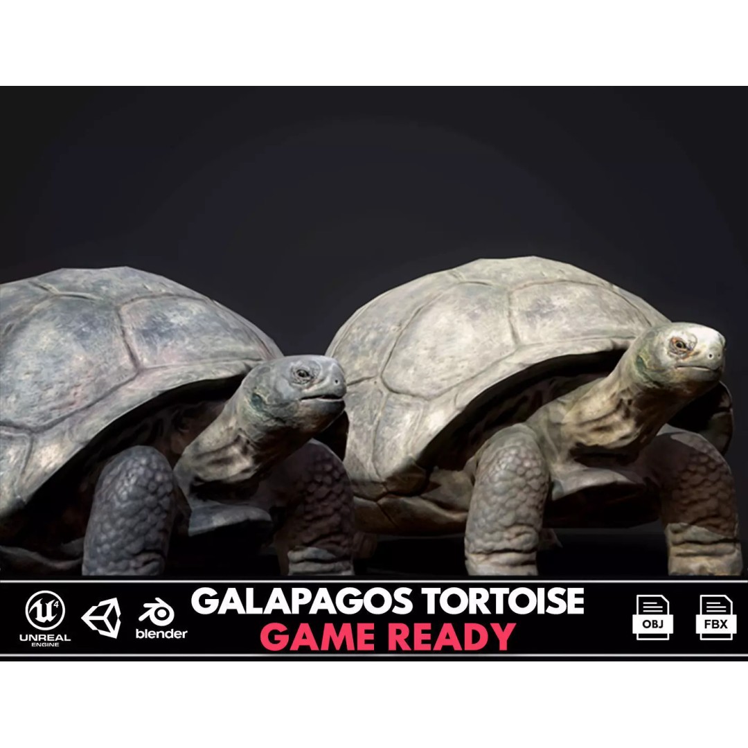Galapagos Tortoise 3D Model – Low Poly Game-Ready Asset, FBX, Blender - View 2