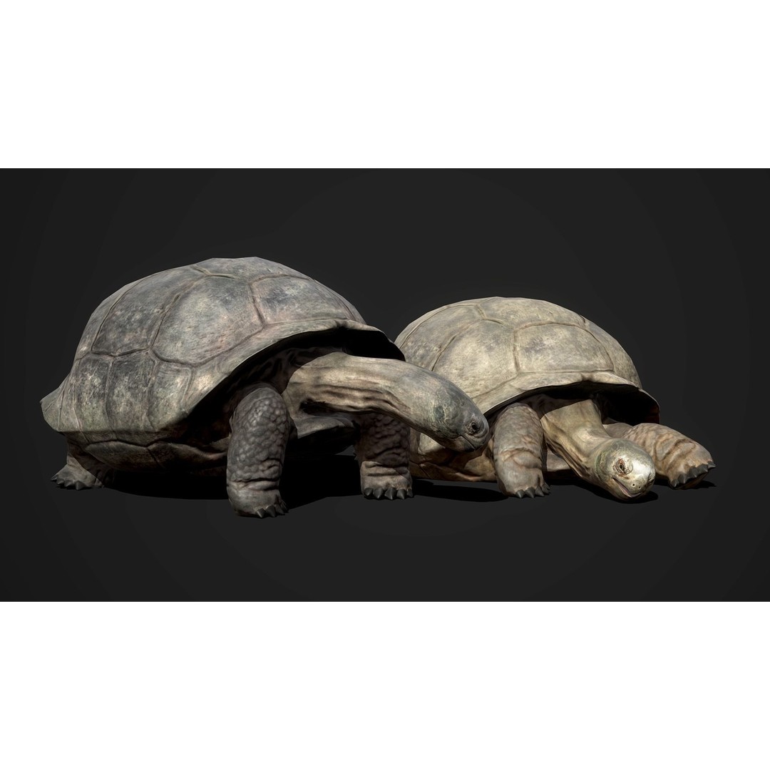 Galapagos Tortoise 3D Model – Low Poly Game-Ready Asset, FBX, Blender - View 3