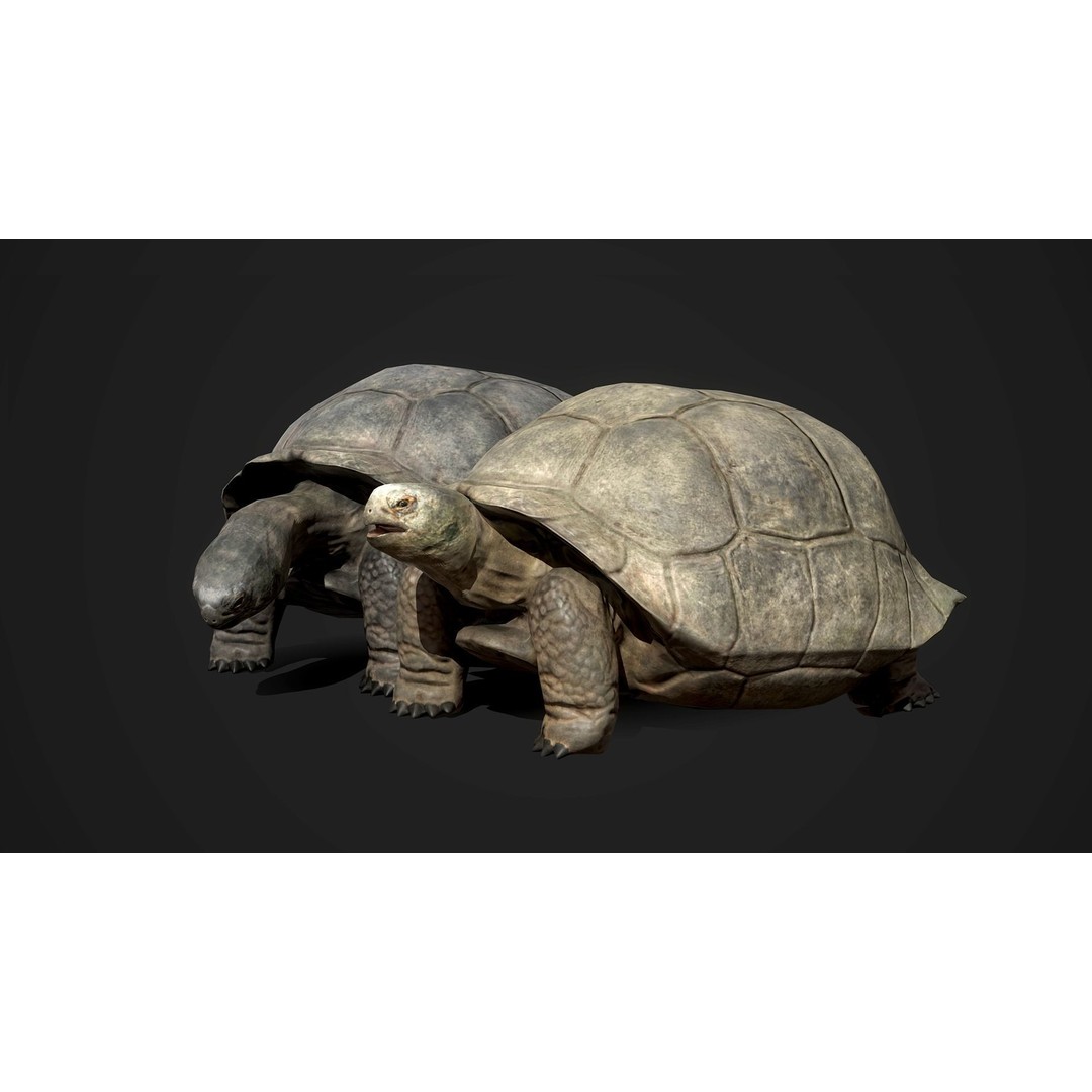 Galapagos Tortoise 3D Model – Low Poly Game-Ready Asset, FBX, Blender - View 4