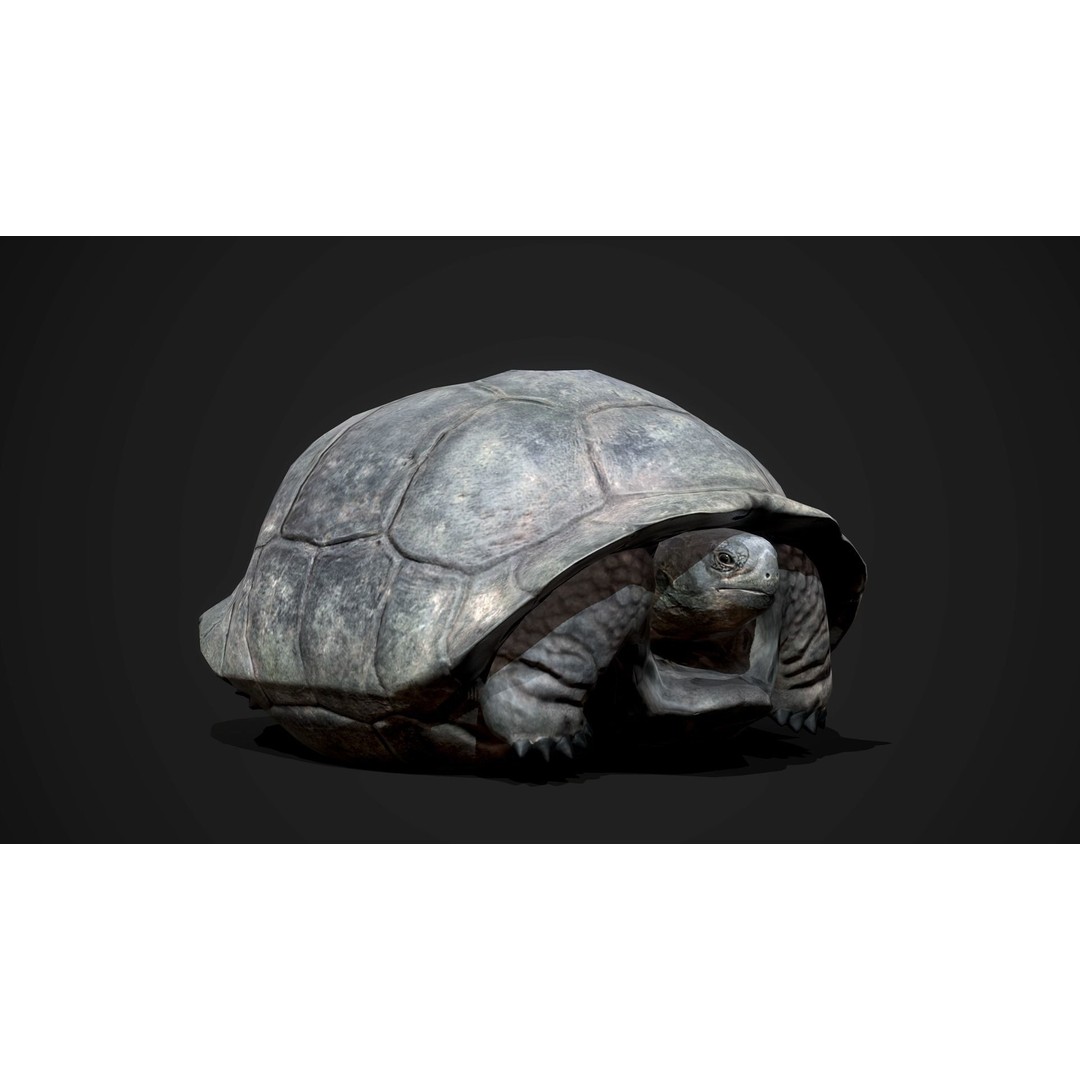 Galapagos Tortoise 3D Model – Low Poly Game-Ready Asset, FBX, Blender - View 5