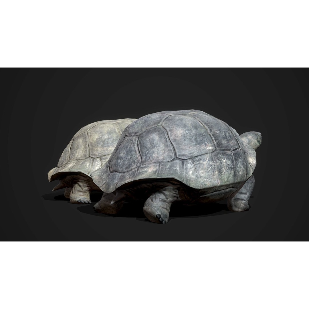 Galapagos Tortoise 3D Model – Low Poly Game-Ready Asset, FBX, Blender - View 6