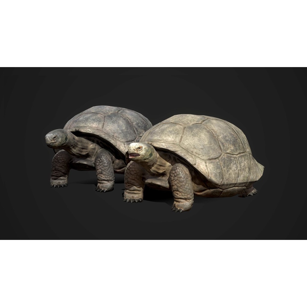 Galapagos Tortoise 3D Model – Low Poly Game-Ready Asset, FBX, Blender - View 7