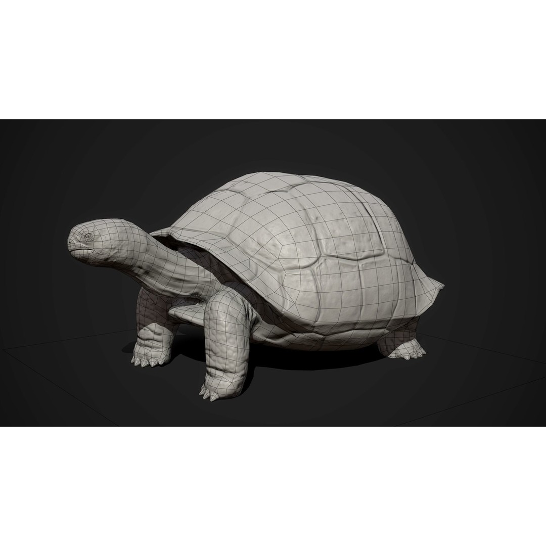 Galapagos Tortoise 3D Model – Low Poly Game-Ready Asset, FBX, Blender - View 8