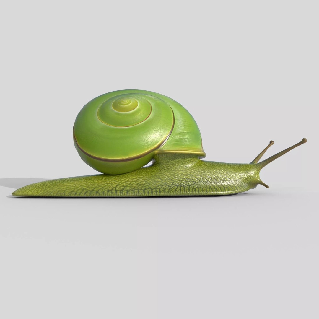 Rhinocochlis nasuta 3D Model – Low Poly Game Asset, FBX, PBR Textures - View 5