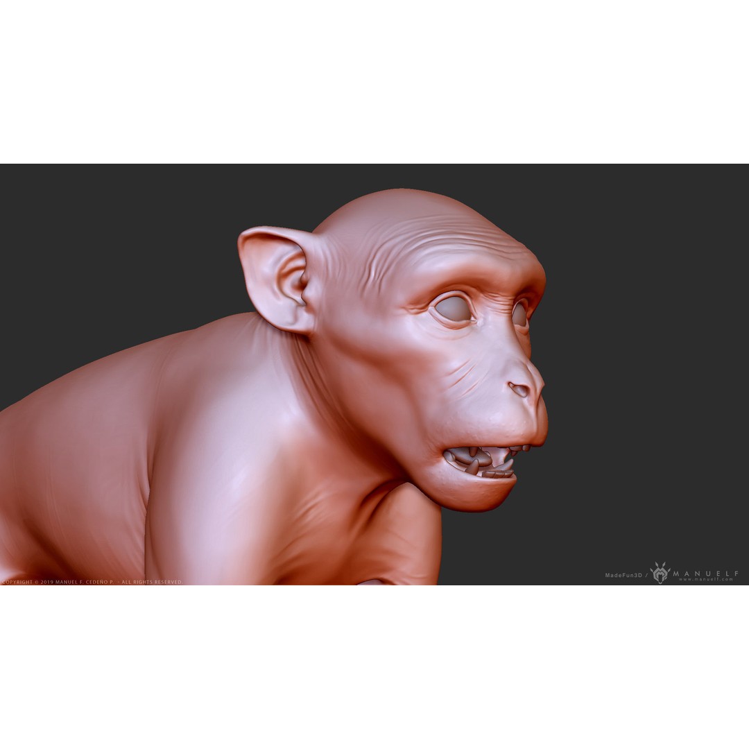 Rhesus Macaque Monkey 3D Model – High Poly Sculpture for Animation - View 10
