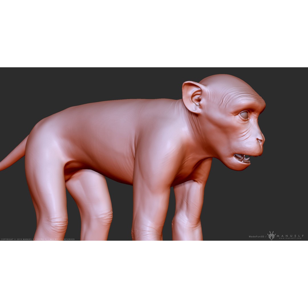Rhesus Macaque Monkey 3D Model – High Poly Sculpture for Animation - View 11