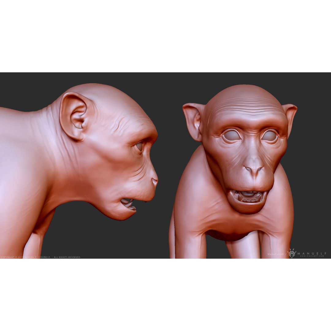 Rhesus Macaque Monkey 3D Model – High Poly Sculpture for Animation - View 12