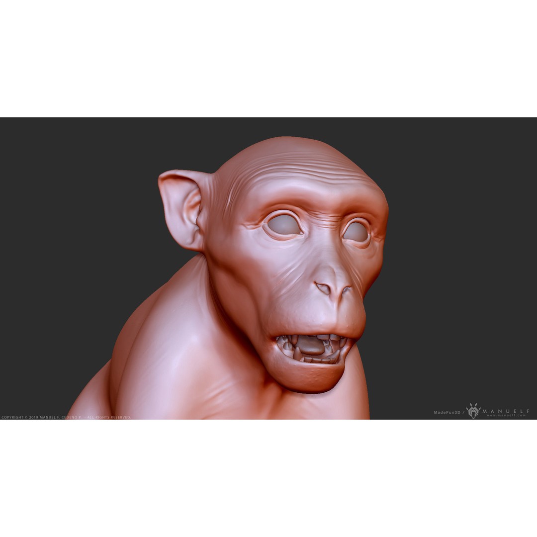 Rhesus Macaque Monkey 3D Model – High Poly Sculpture for Animation - View 13