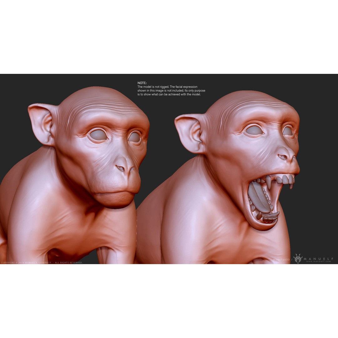 Rhesus Macaque Monkey 3D Model – High Poly Sculpture for Animation - View 14