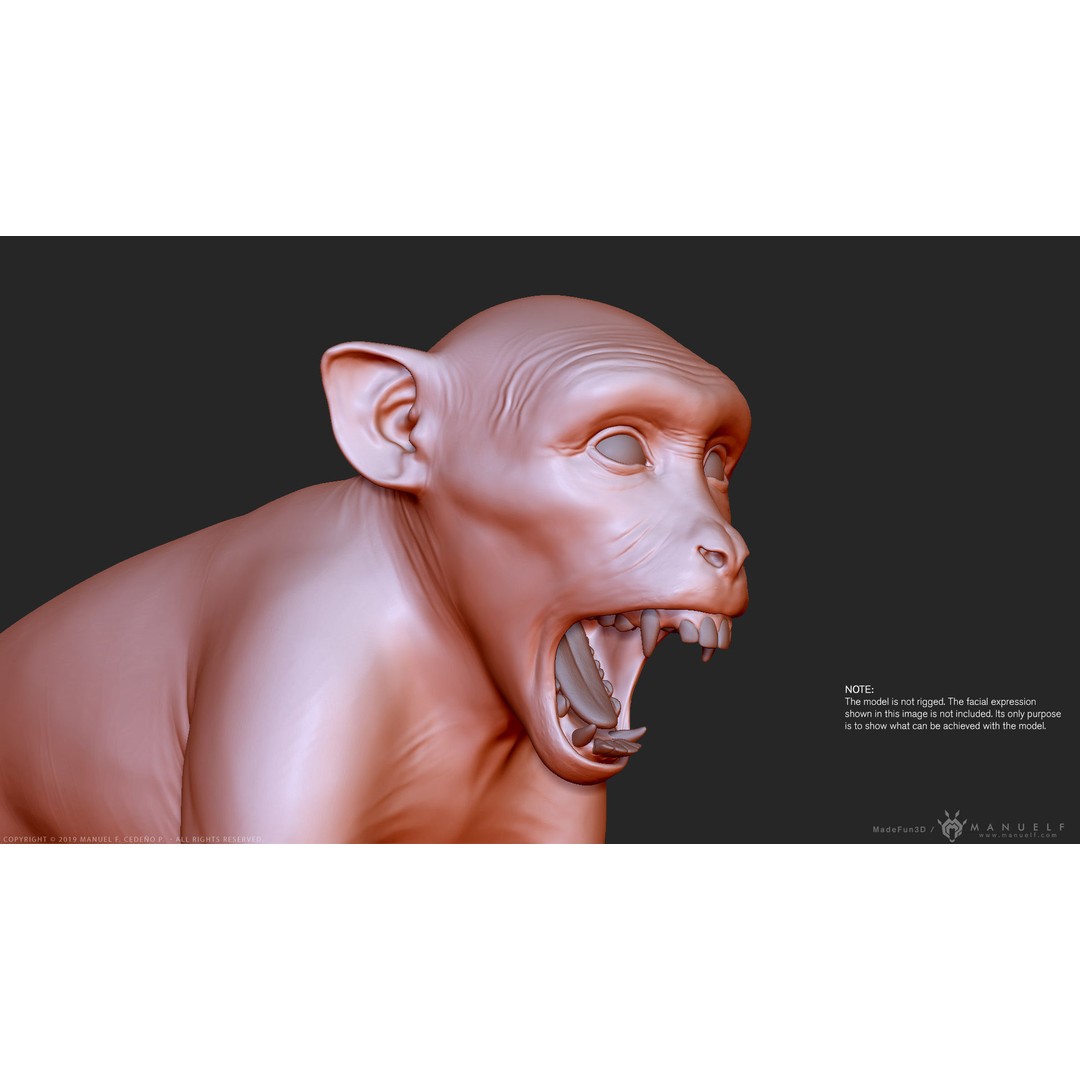 Rhesus Macaque Monkey 3D Model – High Poly Sculpture for Animation - View 15