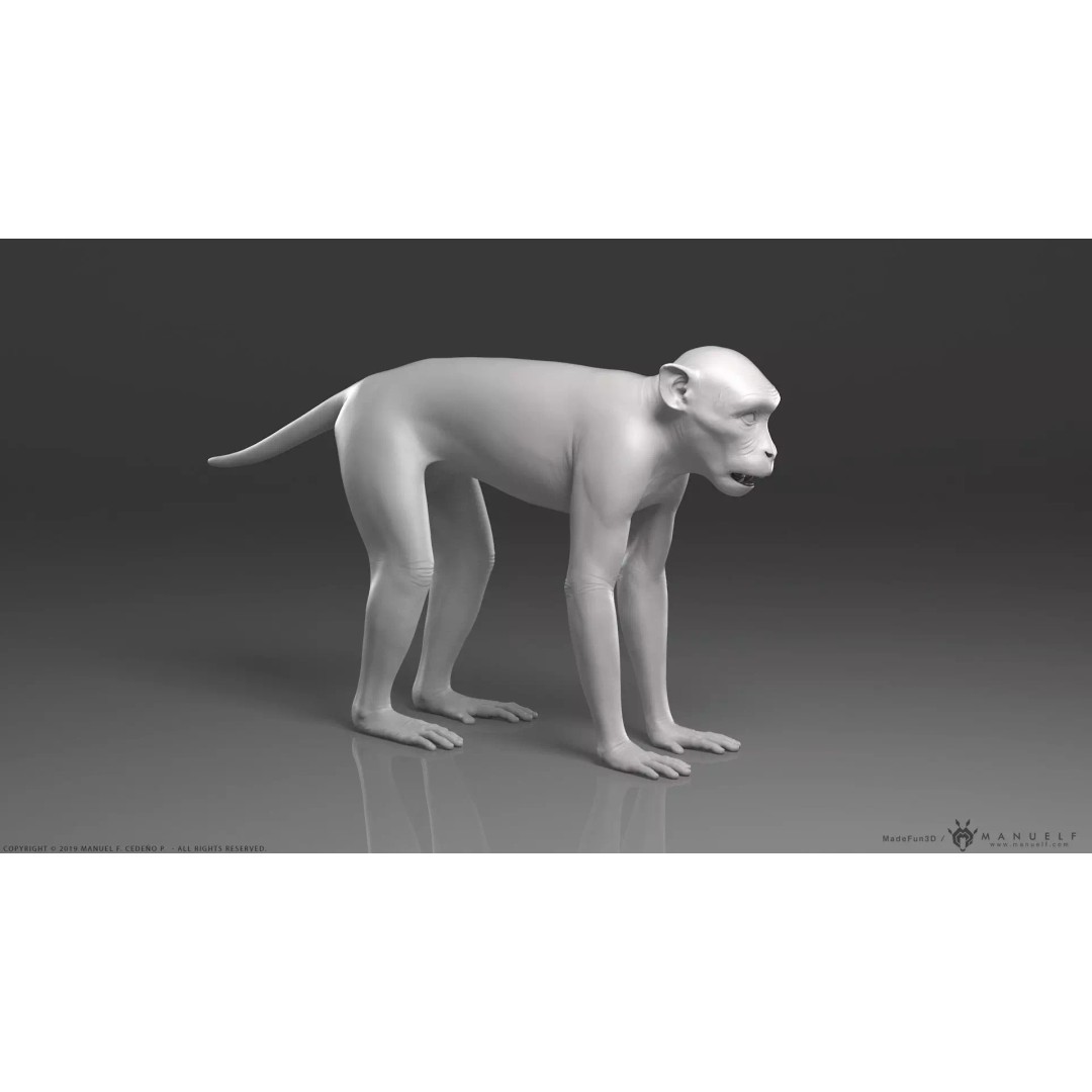 Rhesus Macaque Monkey 3D Model – High Poly Sculpture for Animation - View 2