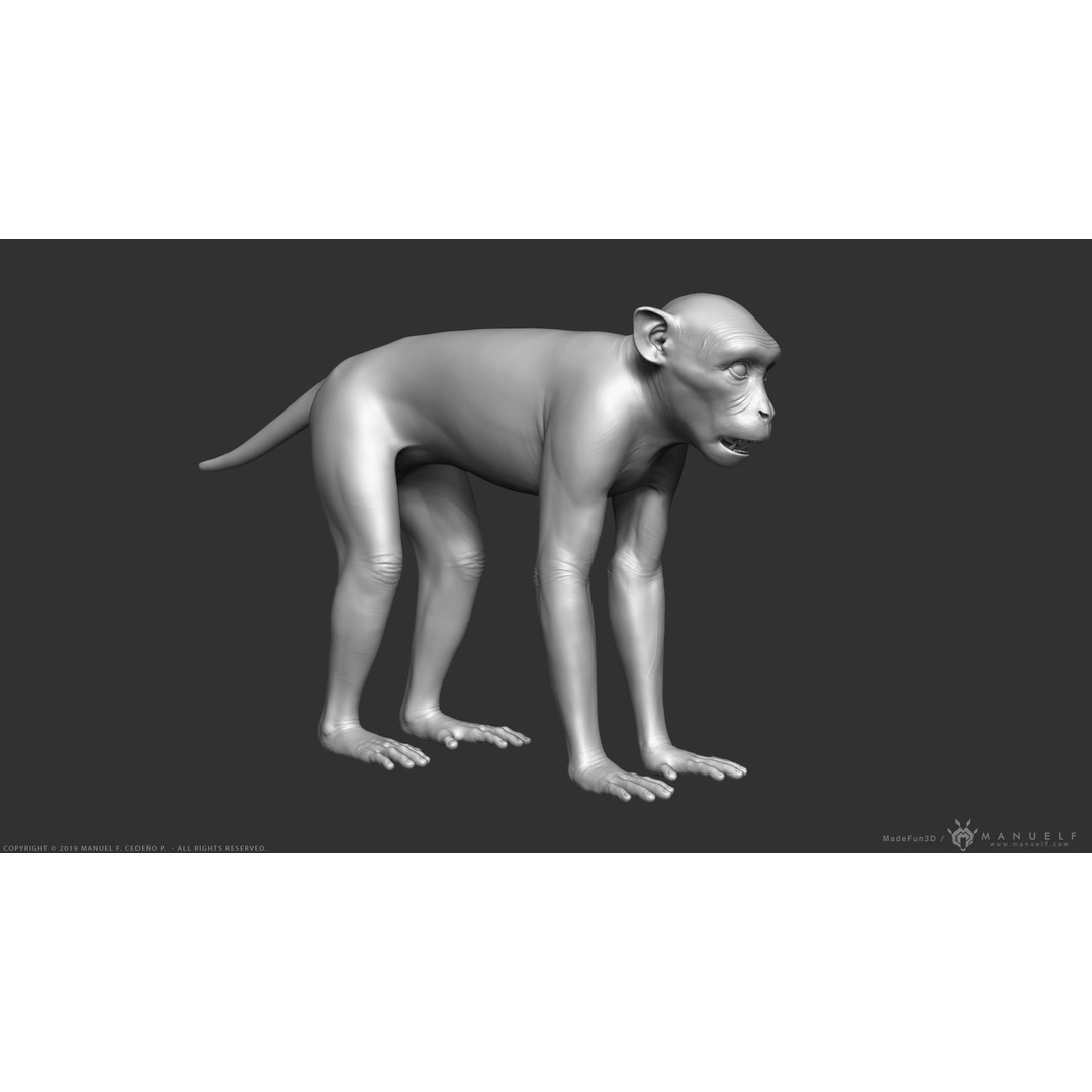 Rhesus Macaque Monkey 3D Model – High Poly Sculpture for Animation - View 3