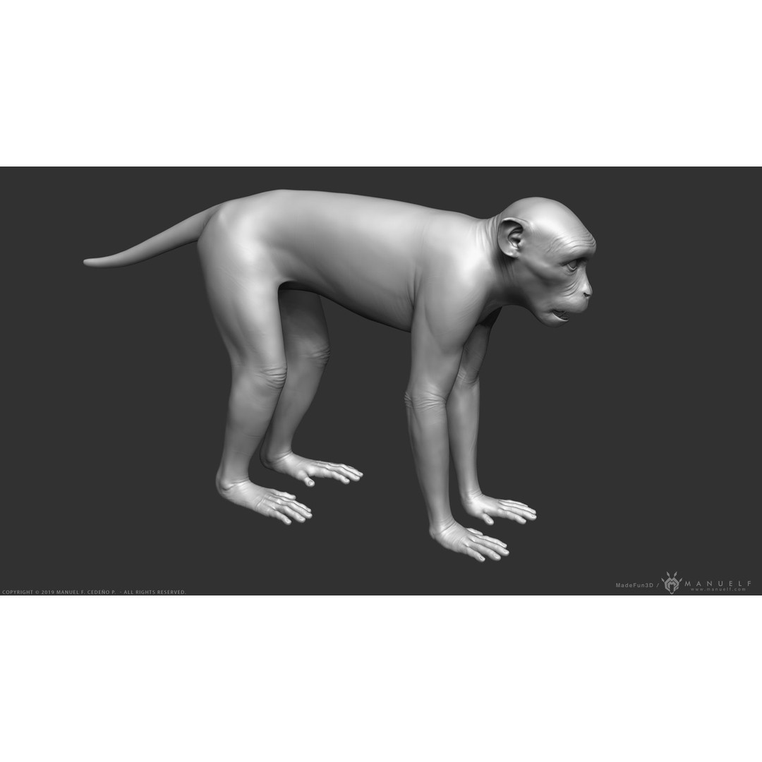 Rhesus Macaque Monkey 3D Model – High Poly Sculpture for Animation - View 4