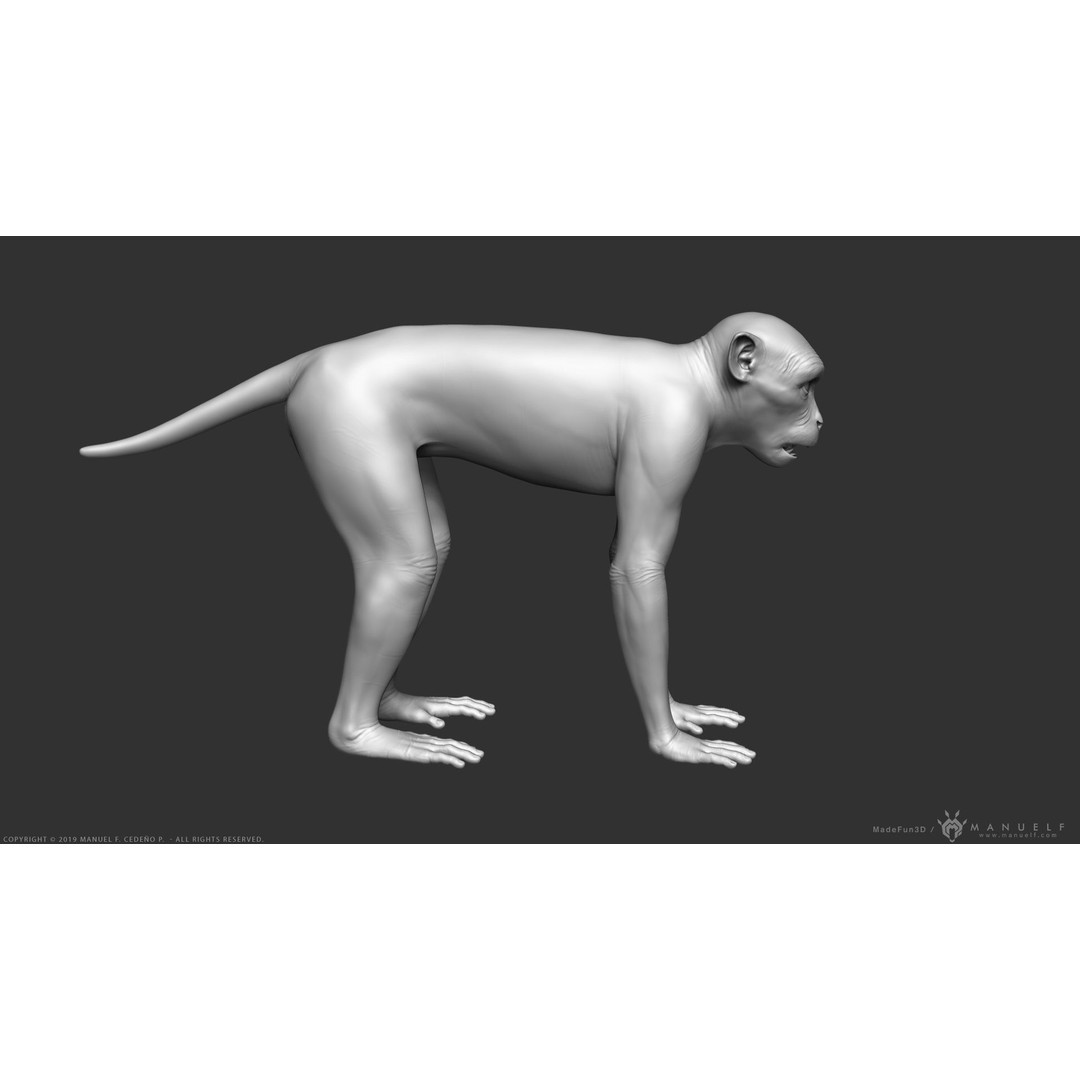 Rhesus Macaque Monkey 3D Model – High Poly Sculpture for Animation - View 5