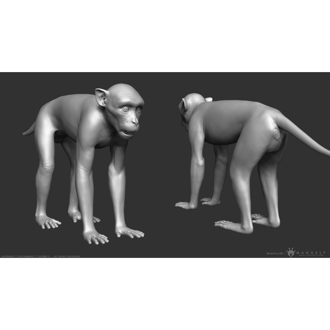 Rhesus Macaque Monkey 3D Model – High Poly Sculpture for Animation - View 6