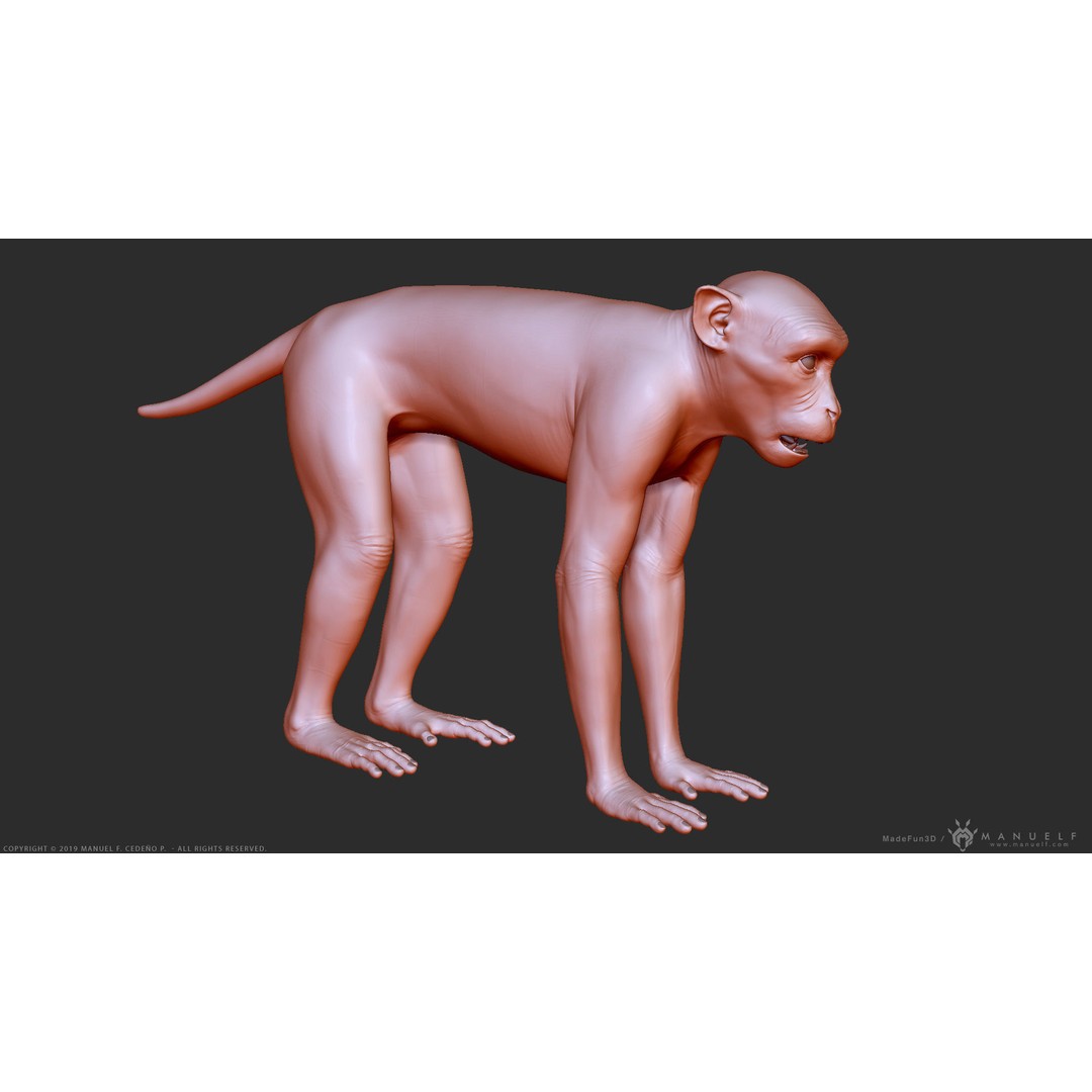 Rhesus Macaque Monkey 3D Model – High Poly Sculpture for Animation - View 9