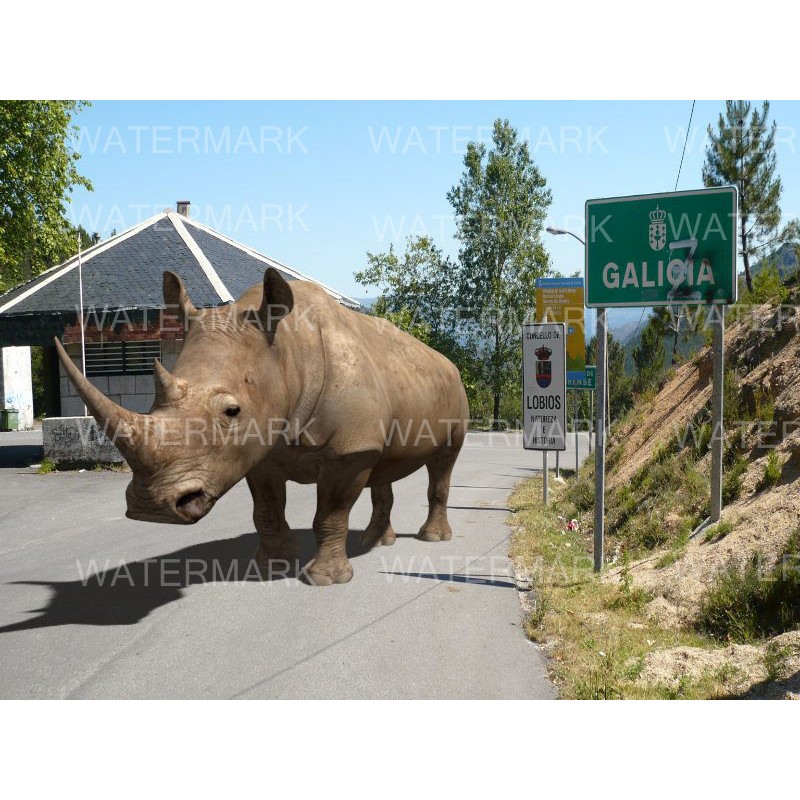 Rhinoceros 3D Model – Realistic High Poly Game Asset, FBX