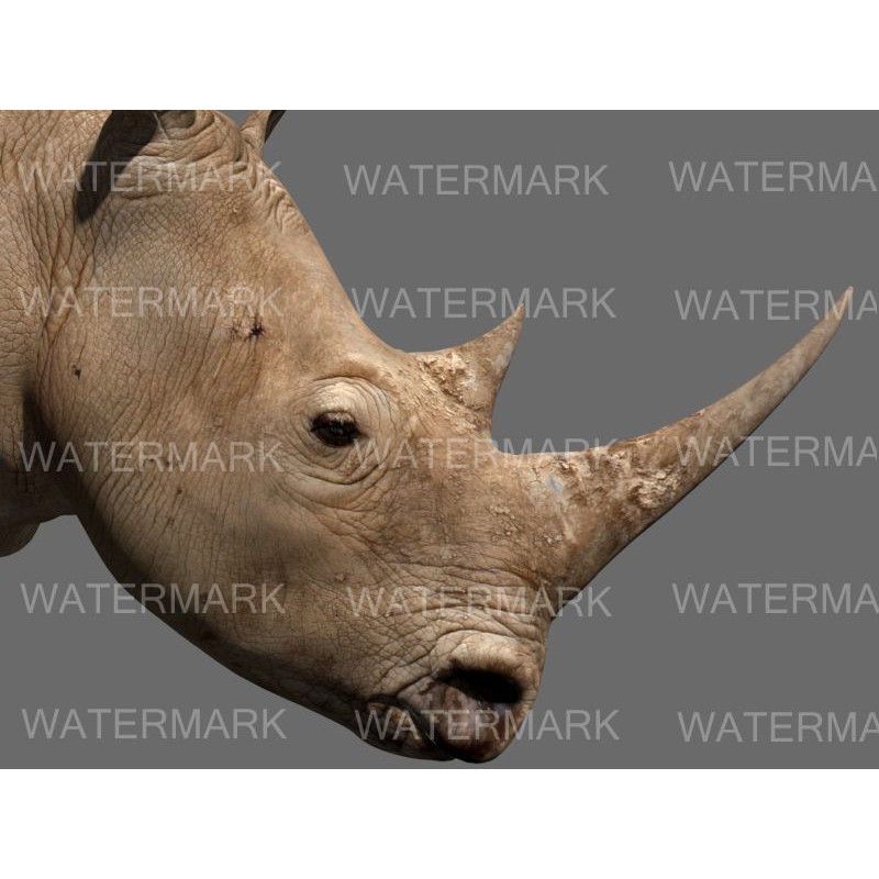 Rhinoceros 3D Model – Realistic High Poly Game Asset, FBX - View 12